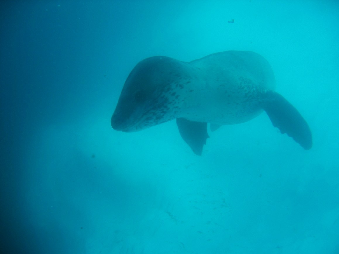 Leopard seal underwater